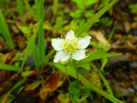 ウメバチソウ　開花