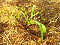 今年も苗を1000株補植しました。