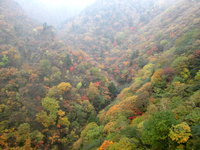 六方沢橋からの紅葉