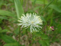 カラマツソウ　開花