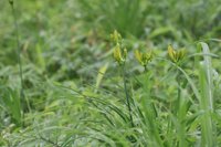 黄色い蕾が増えてきました　数日で開花となるでしょう