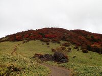 紅葉　丸山登山道