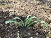 ニッコウキスゲ　今年も1000株補植しました。