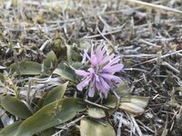 ショウジョウバカマ　開花