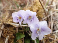 タチツボスミレ　開花