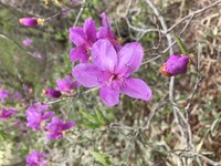 トウゴクミツバツツジ　開花