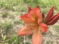 レンゲツツジ　開花