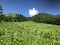 ニッコウキスゲ　園内全体で終わり