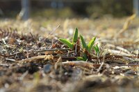 新芽が少しずつ出てきました