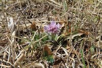 ショウジョウバカマ　開花