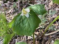 シロバナエンレイソウ　開花