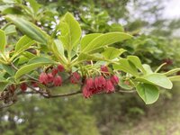 ベニサラサドウダン　開花