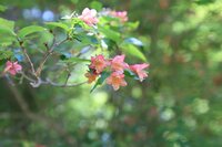 ベニバナツクバネウツギ　開花