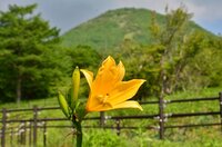 ニッコウキスゲ　開花　※まだまだ見頃は先です。