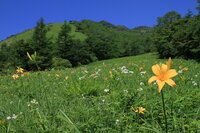 ニッコウキスゲ　500段より下　２分咲き