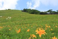ニッコウキスゲ　園内全体で見頃です！