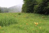 ニッコウキスゲ　花は残っていますが、見頃過ぎました