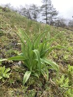 順調に成長しています