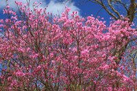 トウゴクミツバツツジ　開花