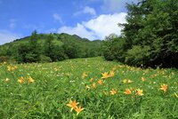 ニッコウキスゲ　500段より下　見頃！