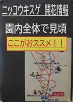 園地全体で見頃になってきました。