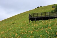 園内全体で見頃　900段付近