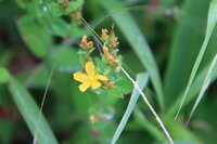 オトギリソウ　開花