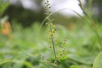 アオヤギソウ　開花