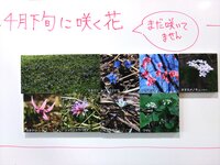 自然情報　まだ花は咲いていません。今のところ例年より2週間ほど季節の進みが遅いです。