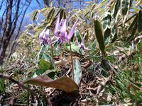 カタクリ開花　最近の暖かさでほぼ平年並みの開花になりました。