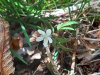 ヒメイチゲ開花　小さい花です見つけてみてください。