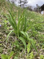 今年も順調に成長しています