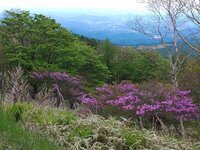 トウゴクミツバツツジ開花