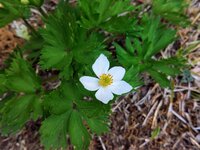 ハクサンイチゲ開花
