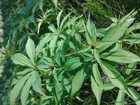 クルマバツクバネソウ開花