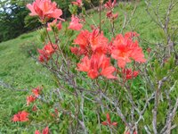 レンゲツツジ開花