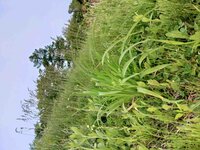 花芽が上がってきました。