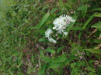 カラマツソウ開花
