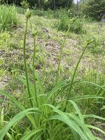 6/6現在