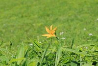 ニッコウキスゲ　開花　　※見頃は少し先です。