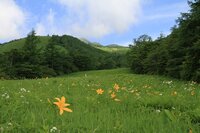 ニッコウキスゲ　500段より下3分咲き　500段より上これから