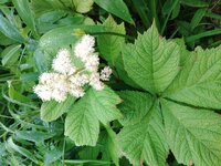 ヤグルマソウ開花