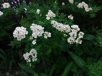 イワシモツケ開花