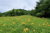 ニッコウキスゲ　700段より下見頃　700段より上５分