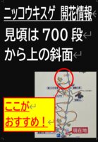 開花状況　7/1