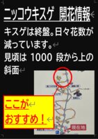 開花状況　7/7