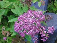 シモツケ開花