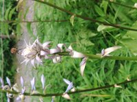 オオバギボウシ開花