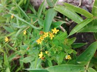 オトギリソウ開花