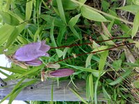 ホタルブクロ開花